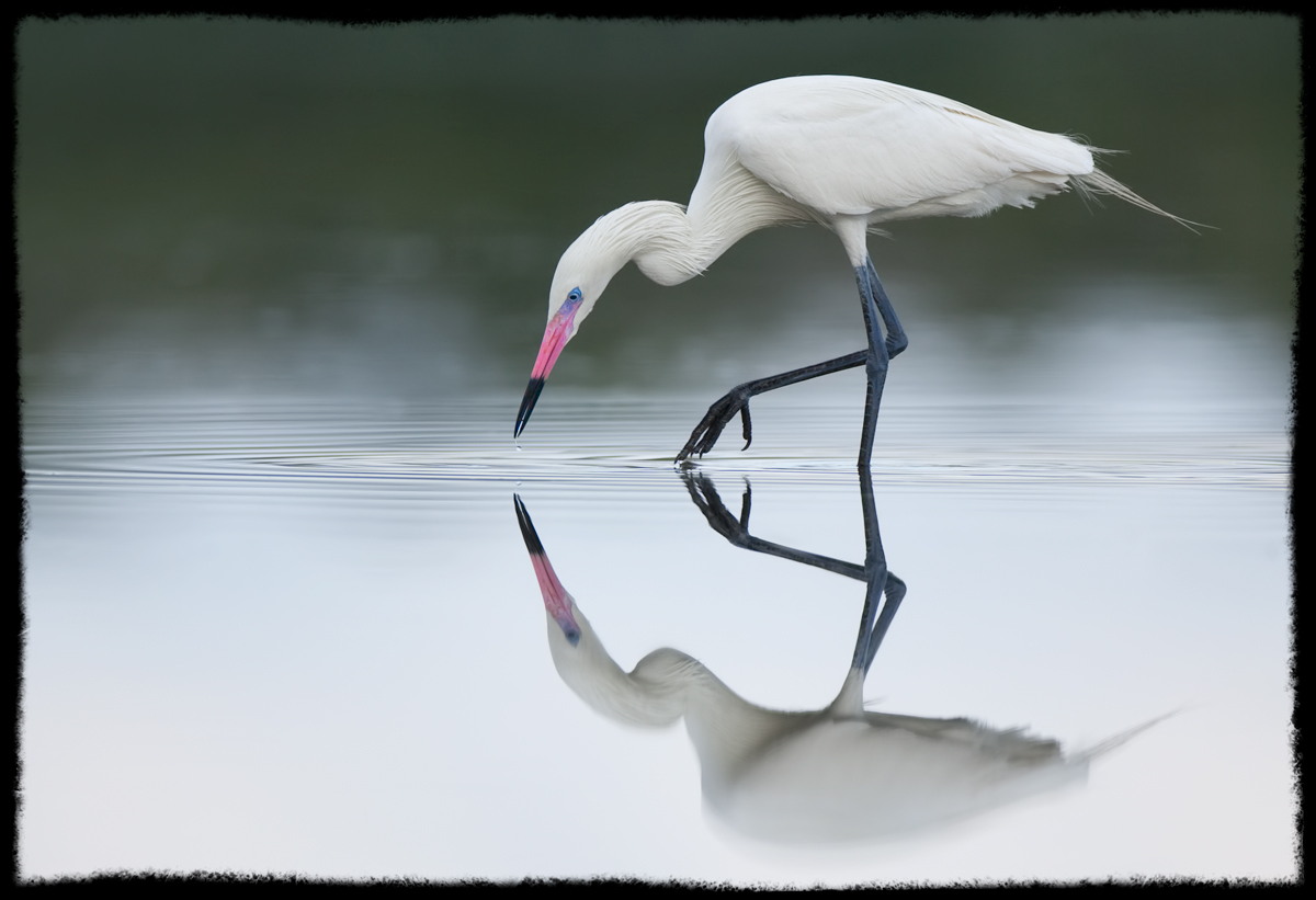 Reflections of a White Morph